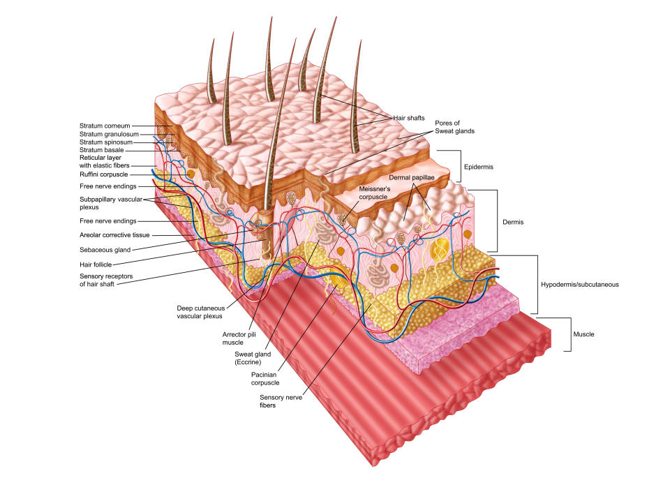 A diagram of the skin&rsquo;s many layers. (Photo: Stocktrek Images via Getty Images)