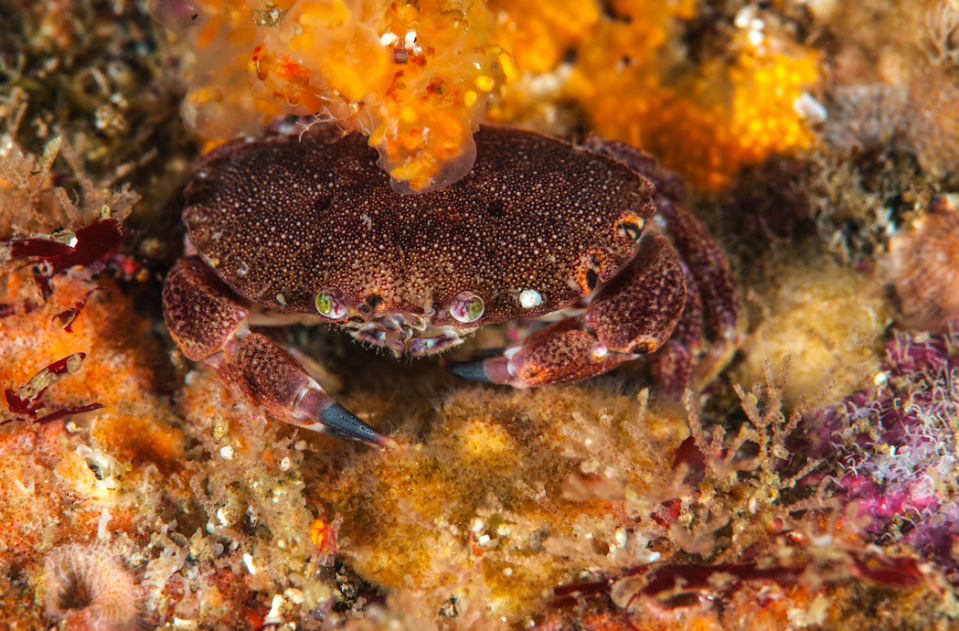 A small edible crab cancer pagurus sits amongst bryozoans, hydroids and colonial ascidians. 