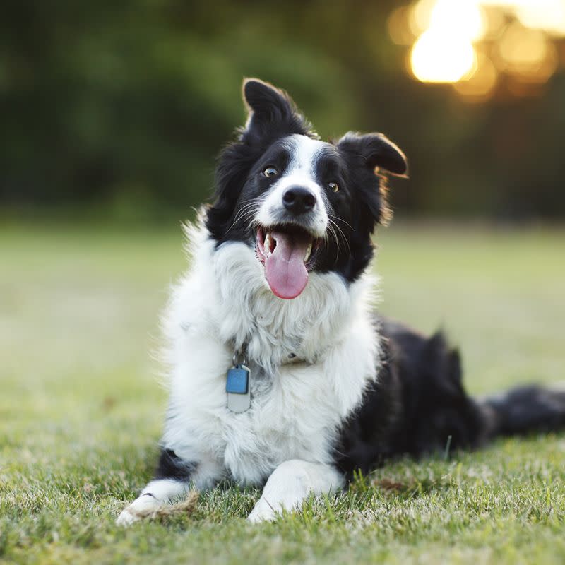 7) Border Collie