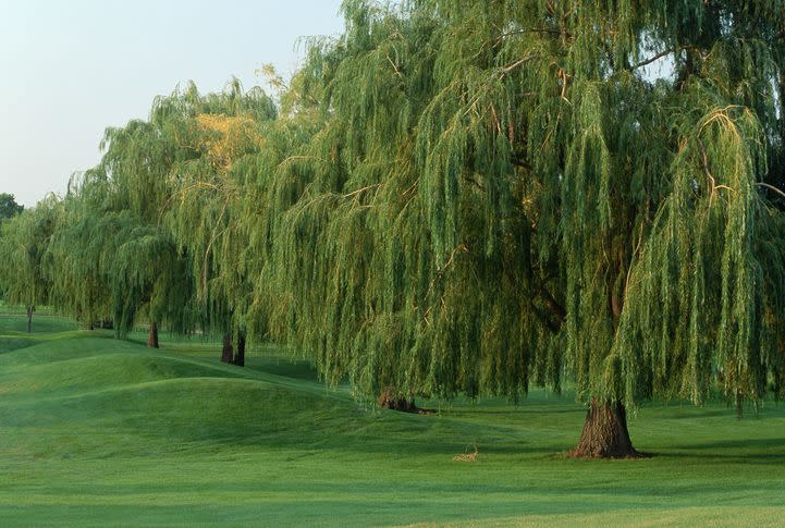 5) Weeping Willow Tree