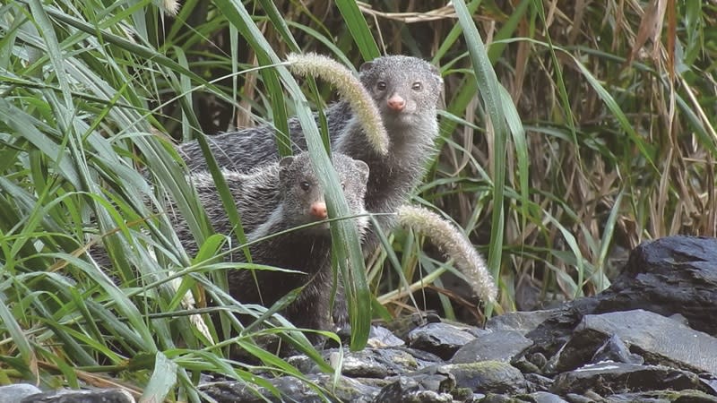 棕簑貓，保育類野生動物，諳水性。一般居住在水邊、濕地中，或靠海丘陵地帶。攝影/莊智淵 