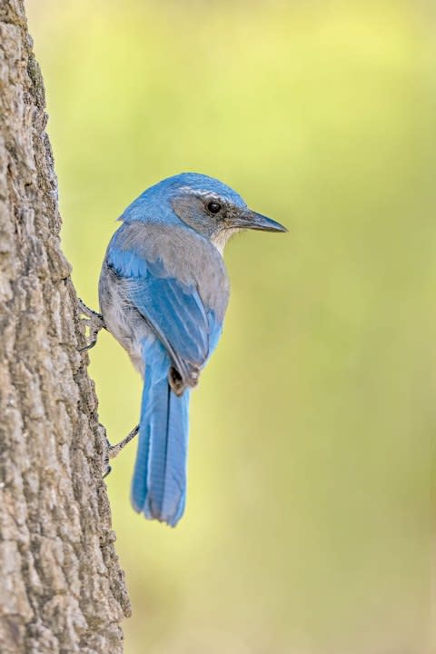 Woodhouse’s Scrub-Jay (Photo Courtesy TPWD)