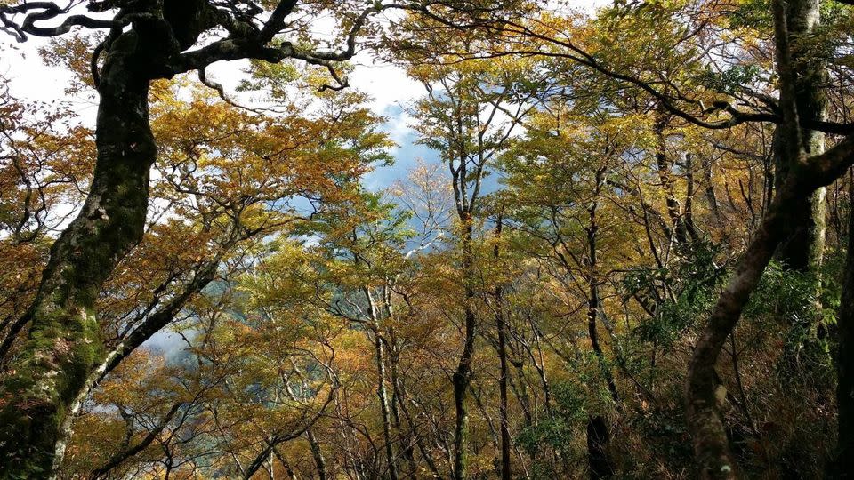 太平山國家森林遊樂區推出完整上山賞山毛櫸攻略，今年更加開山毛櫸專車，趕上秋天黃金森林美景。   圖：翻攝自太平山國家森林遊樂區官網