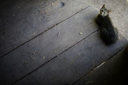 A cat rests inside a farmer's home in the village of Santo Domingo, in the Sierra Maestra, Cuba, March 30, 2018. REUTERS/Alexandre Meneghini