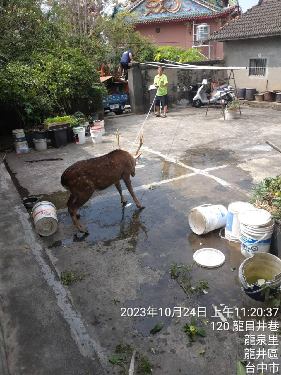 一頭梅花鹿闖進台中市龍井區三合院，住戶通報1999，結果卻是「來一群人把牠殺了」。取自臉書龍井之鄉