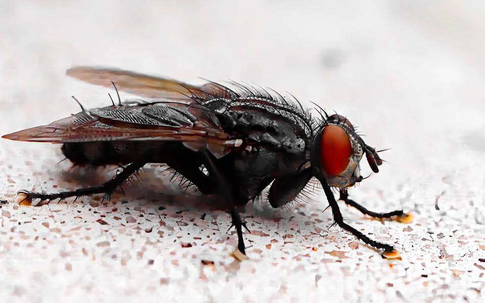 Close-up image of a fly