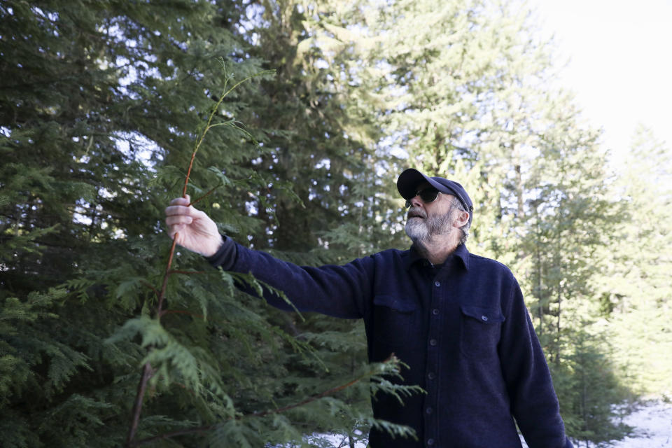 Peter Beedlow, scientist at the Environmental Protection Agency, holds the top of a young Western Red Cedar tree in the Willamette National Forest, Ore., Friday, Oct. 27, 2023. Scientists are investigating what they say is a new, woefully underestimated threat to the world’s plants: climate change-driven extreme heat. (AP Photo/Amanda Loman)