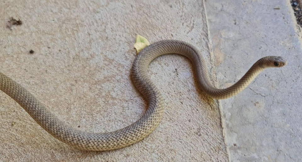 An eastern brown snake on concrete.