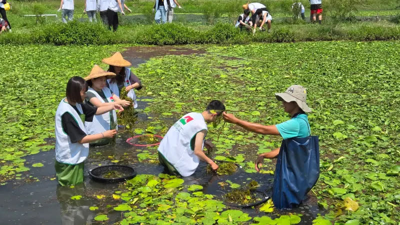 ▲信義志工4月17日前往高雄美濃湖水雉復育工作站，協助棲地水草整理、搬運。（圖／資料照片）