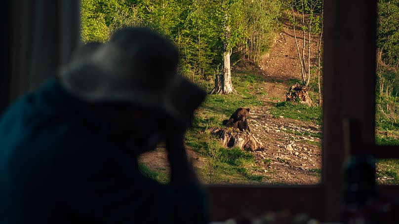 Partez à la rencontre des ours en Roumanie avec Travel Carpathia.