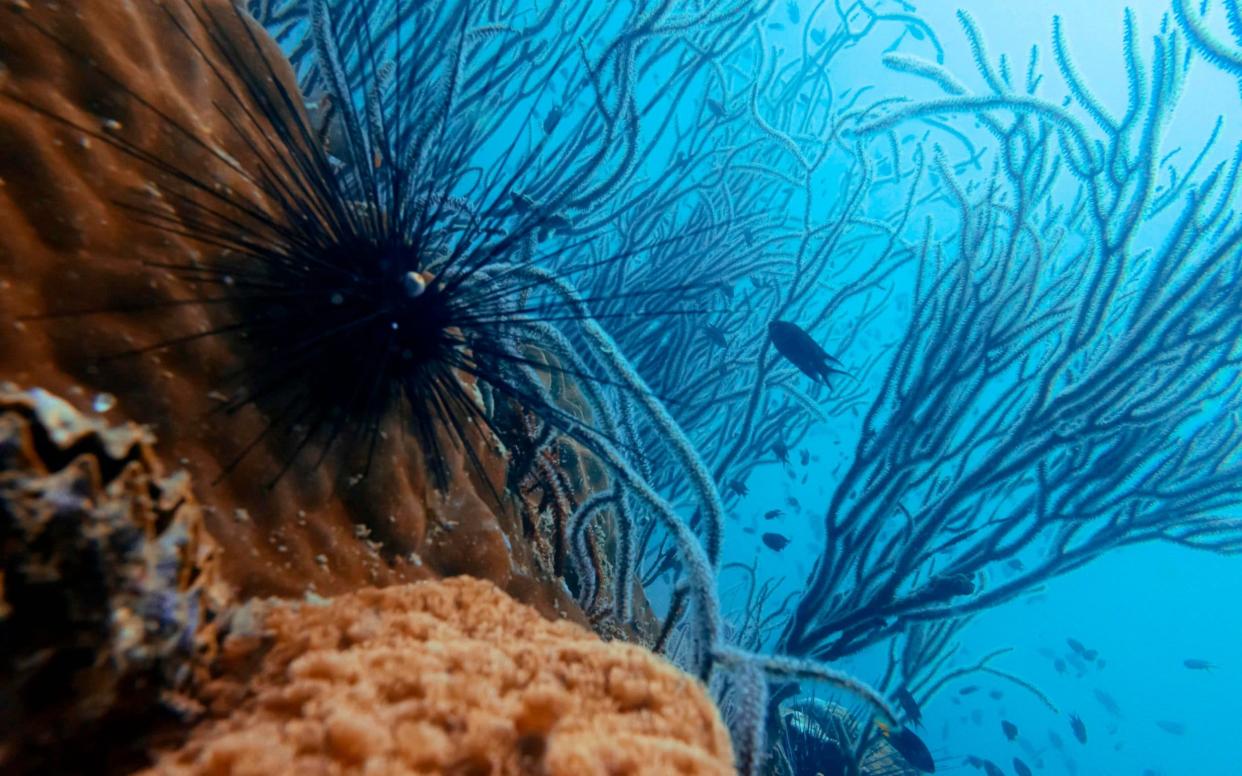 Fish swim over corals and sea urchins off the coast of Thailand. Scientists have established the impact of plastic chemicals on marine development - ROMEO GACAD /AFP