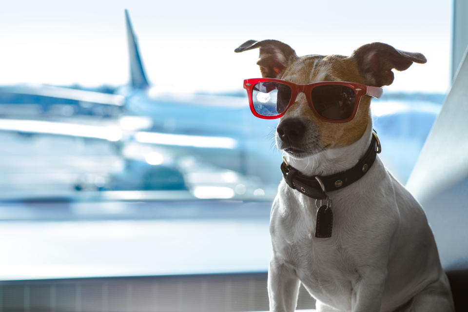 Ein Flughafen kann zu Silvester die gewünschte Ruheoase für Hunde sein, denn dort herrscht ein generelles Feuerwerks-Verbot. (Foto: Getty Images)