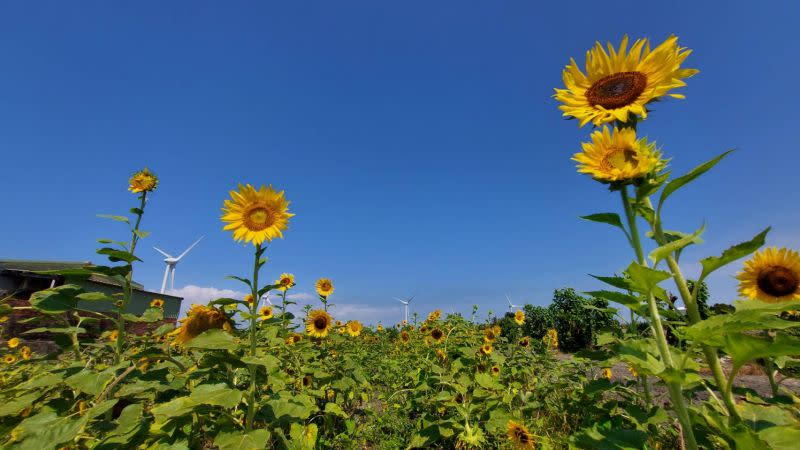 ▲中市旅行業推出6條小旅行遊程，有一日遊及二日遊，圖為一日遊行程中，探訪李安妮向日葵農場，可賞景焢窯及生態導覽，適合親子同遊。（圖／記者金武鳳攝，2022.10.8)