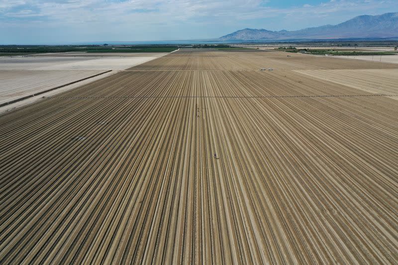 FILE PHOTO: California faces its worst drought since 1977