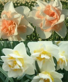 Pale Daffodils