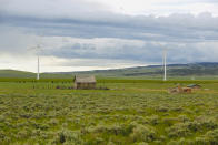 Cattle graze near wind turbines at a wind farm along the Montana-Wyoming state line on Monday, June 13, 2022. The rush to build wind farms to combat climate change is colliding with preservation of one of the U.S. West's most spectacular predators, the golden eagle. Scientists say the species is teetering on the edge of decline and worry that proliferating wind turbines could push them over the brink. (AP Photo/Emma H. Tobin)