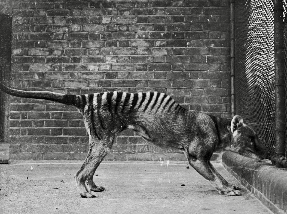 A thylacine, or ‘Tasmanian wolf’ or ‘Tasmanian tiger,’ in captivity, circa 1930. These marsupials are now presumed extinct. <a href="https://www.gettyimages.com/detail/news-photo/thylacine-or-tasmanian-wolf-or-tasmanian-tiger-in-captivity-news-photo/83208787" rel="nofollow noopener" target="_blank" data-ylk="slk:Topical Press Agency/Hulton Archive via Getty Images;elm:context_link;itc:0;sec:content-canvas" class="link ">Topical Press Agency/Hulton Archive via Getty Images</a>