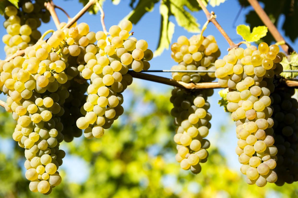 Viognier white wine grape