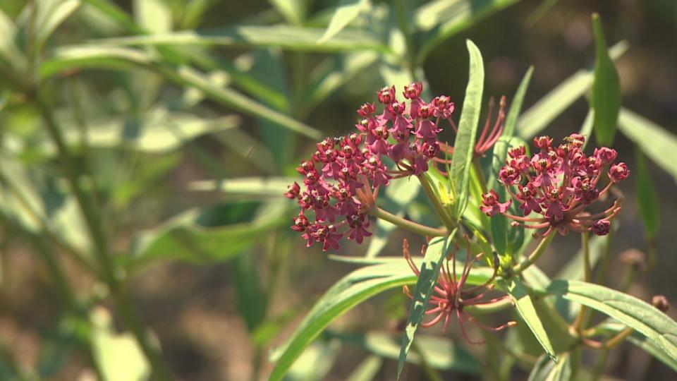 Swamp milkweed is one of seven species of milkweed native to Manitoba, and is considered critical to the survival of monarch butterflies. 