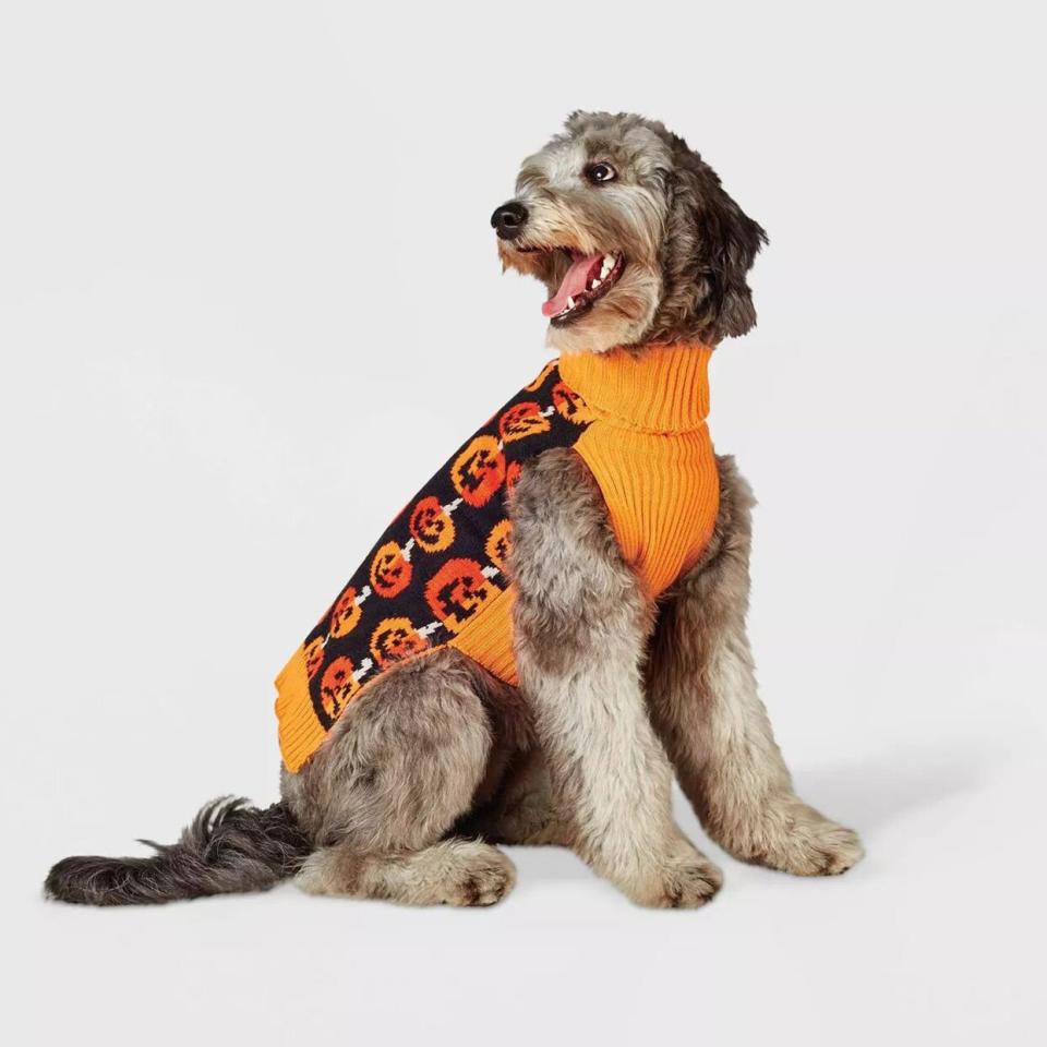 Dog wearing a Stacked Pumpkins Dog Sweater on a white background