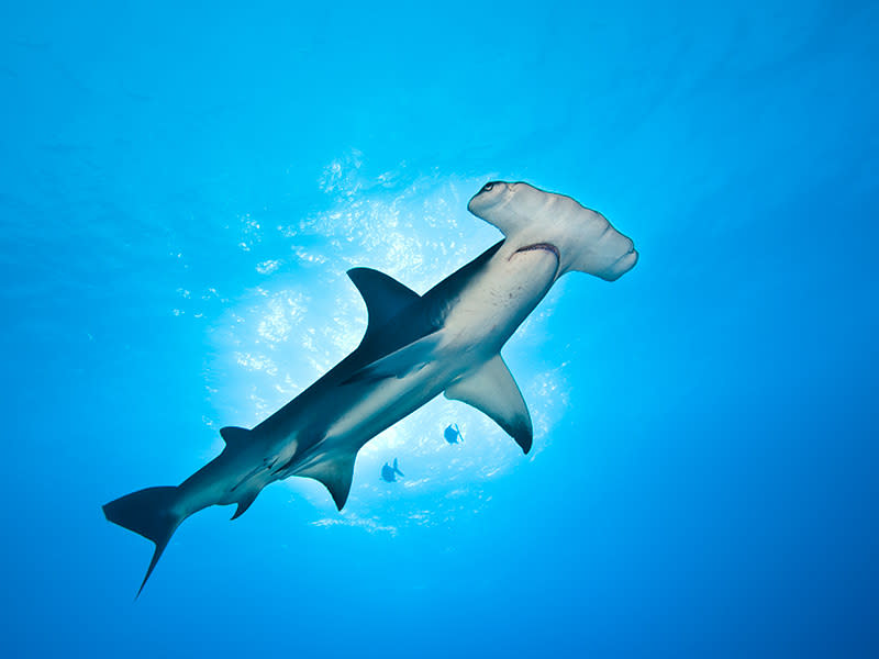 八鰭ㄚ髻鮫（Great Hammerhead Shark）。攝影：Alex Mustard；圖片來源：WWF