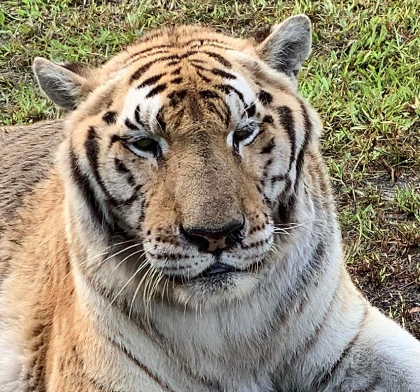 In failing health, Nero, a 19-year-old Siberian tiger and the oldest resident at nonprofit Catty Shack Ranch Wildlife Sanctuary in Jacksonville, was humanely euthanized Monday night.