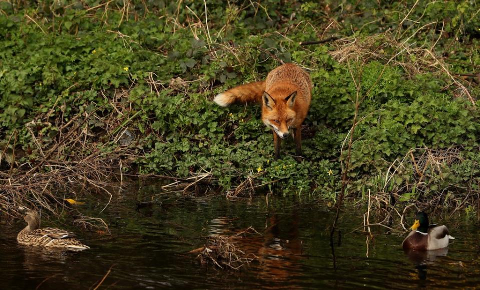 It is feared trail hunting could be a cover for illegal foxhunting (Brian Lawless/PA) (PA Archive)