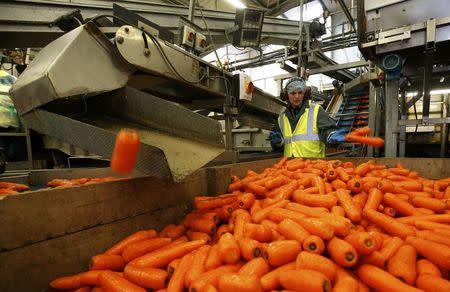 Workers sort Carrots at Poskitts farm in Goole, Britain May 23, 2016. REUTERS/Andrew Yates