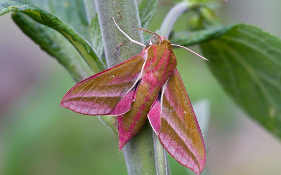 The elephant hawkmoth has attractive pink wings - www.alamy.com