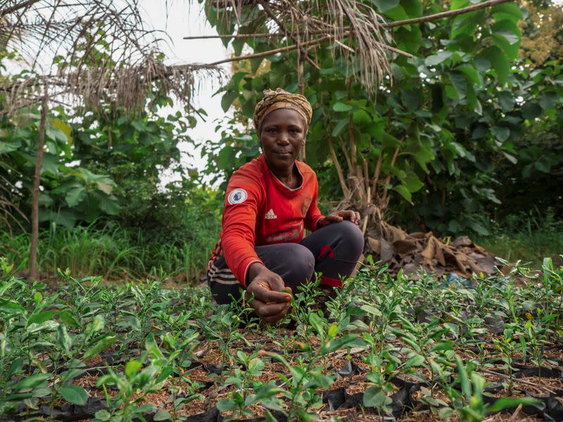 Treedom, the new e-commerce platform on which customers pay for having trees planted around the world