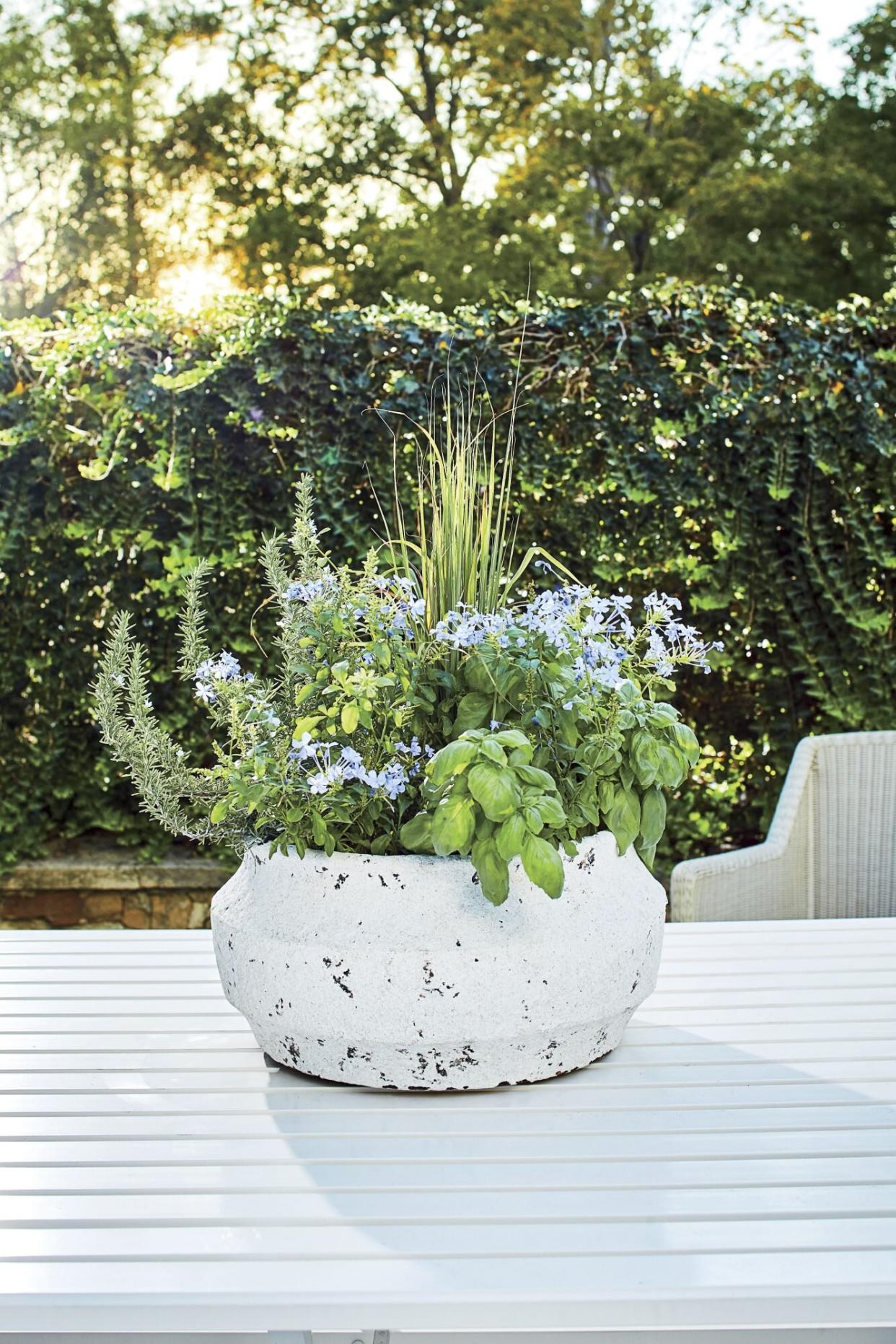 Basil, Lemon Grass, Rosemary, and Plumbago Container Garden