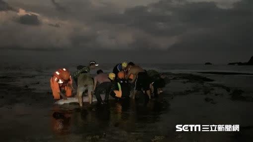 22日傍晚，眾人趁著漲潮將豆腐鯊推回大海。（圖／海巡署東部分署第一三岸巡隊提供）