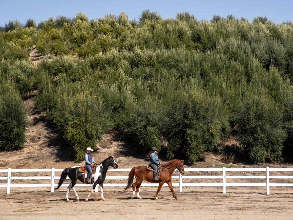 Horses running.