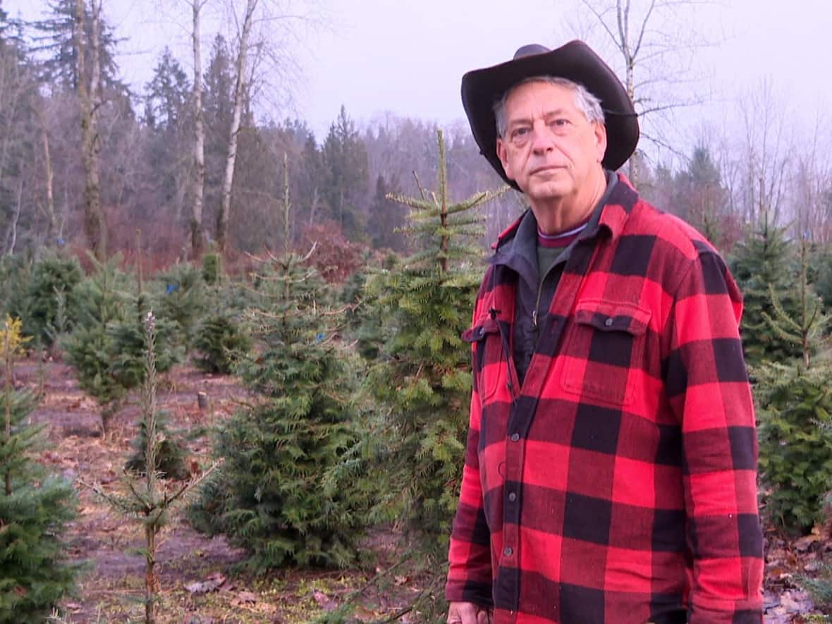 Al Neufeld, who owns the Fernridge Christmas Tree Forest in Langley, B.C., says hotter summer weather in the province has affected the farm's ability to grow trees. (Yasmin Gandham/CBC News - image credit)