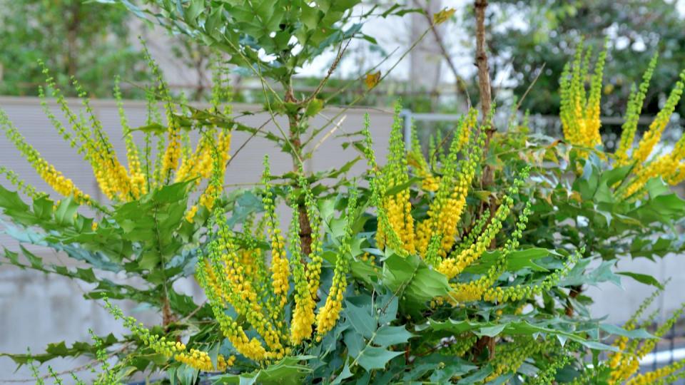 winter flowers mahonia