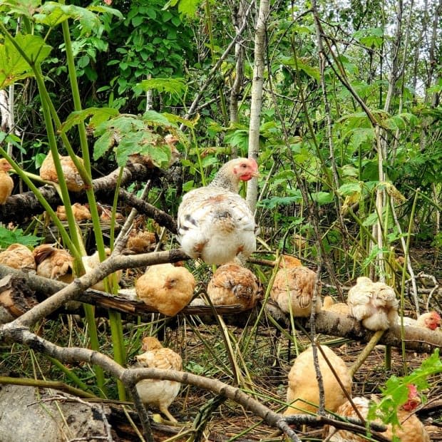 Proponents of the 'tree-range' technique of raising chickens say the birds feel more comfortable when they can roost and forage among trees. 