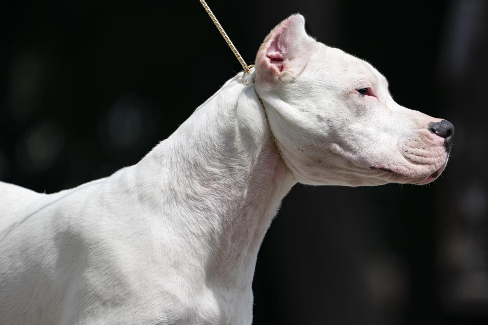 A dogo Argentino is presented for journalists during a news conference, Tuesday, June 8, 2021, in Tarrytown, N.Y., at the Lyndhurst Estate where the 145th Annual Westminster Kennel Club Dog Show will be held outdoors, (AP Photo/John Minchillo)