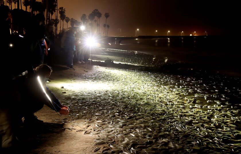 SAN PEDRO, CALIF. - JUNE 6, 2022. Beachgoers witness an unusual fish spawning ritual known as a grunion run on Cabrillo Beach in San Pedro. Females are capapable of laying as many as 18,000 eggs over an entire six-month season. Milt from a single male might contain as many as one million sperm. (Luis Sinco / Los Angeles Times)