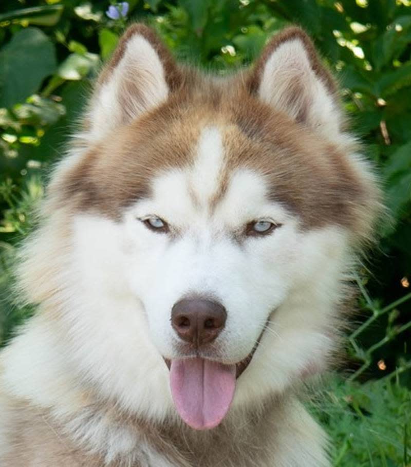 The Taunton Animal Shelter Pet of the Week is Bryce, a handsome male Husky who is about 3 years old.