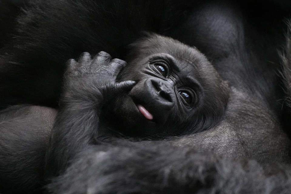 A critically endangered Western Lowland Gorilla mother holds her baby, one of two babies born at the zoo in Jan. and Feb. this year, at London Zoo in London, Monday, March 25, 2024. (AP Photo/Kirsty Wigglesworth)