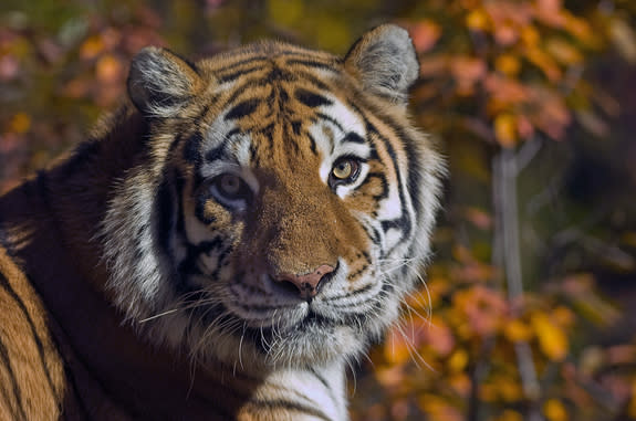 Close up portrait of Amur (Siberian) tiger in forest, looking at