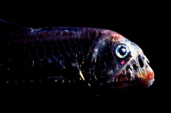 The viperfish (pictured) has a prominent bioluminescent organ under its eye (Wen-Sung Chung, University of Queensland)