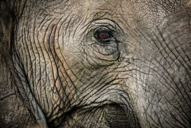 <p>Crookes&Jackson</p> A close-up of the matriarch—the largest, oldest female—of an Okavango elephant herd.