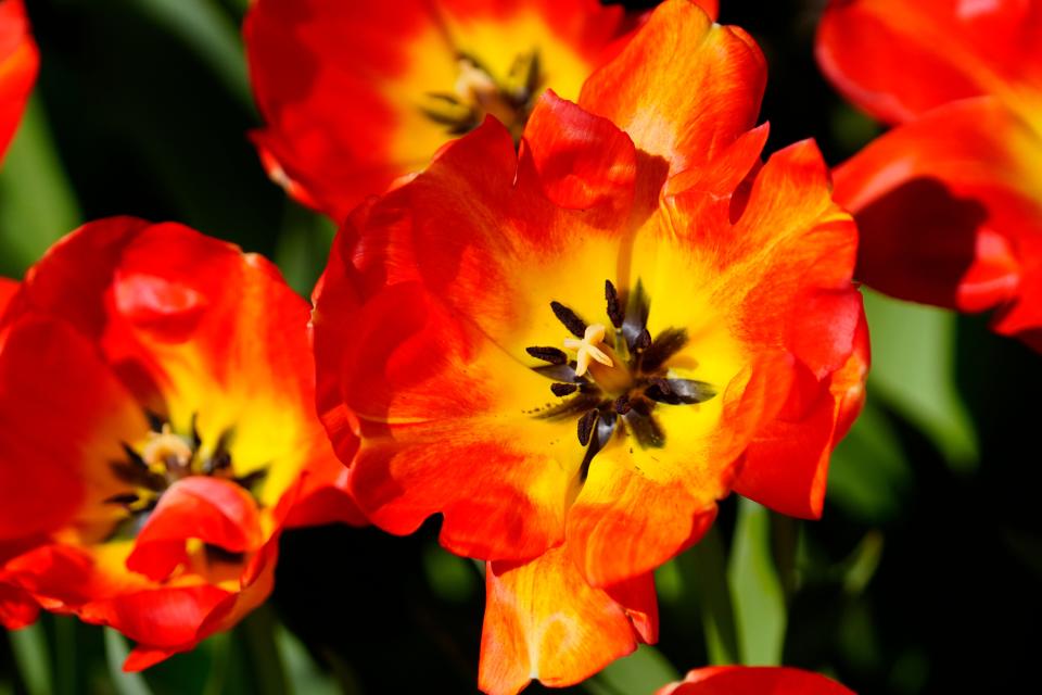 There are over 100,000 tulips of various colors at the Cincinnati Zoo & Botanical Garden.