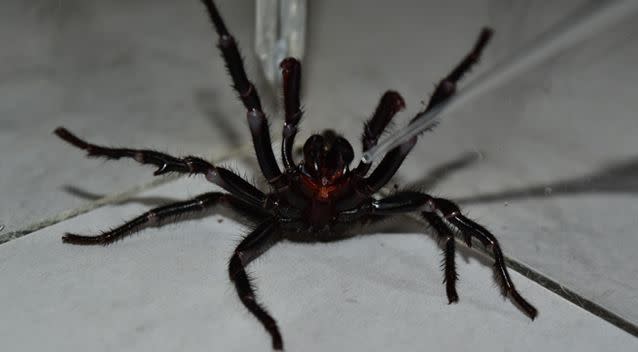 Colossus is part of the wildlife park's venom program. Source: The Australian Reptile Park