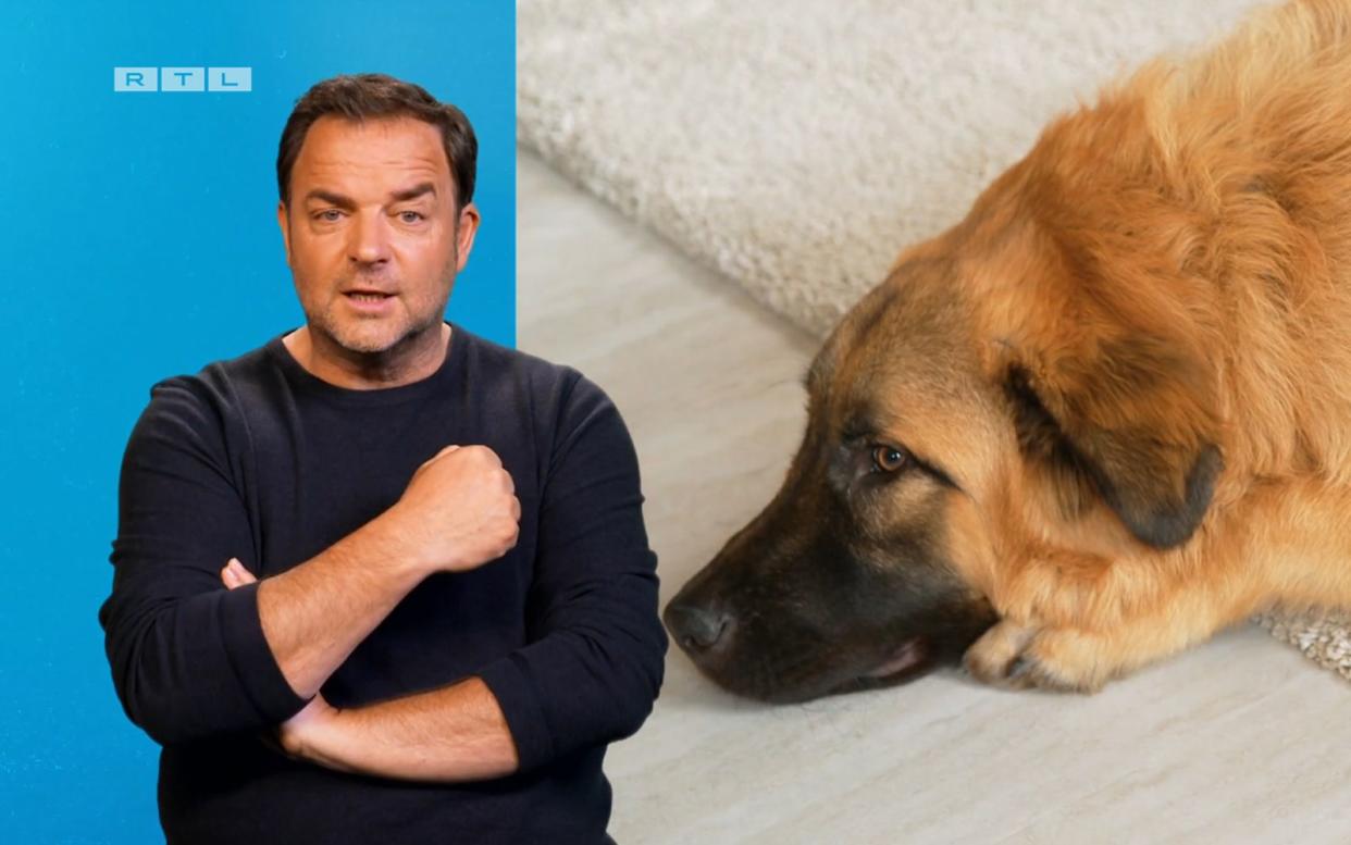 Martin Rütter macht sich Sorgen um Hund Calito.  (Bild: RTL)