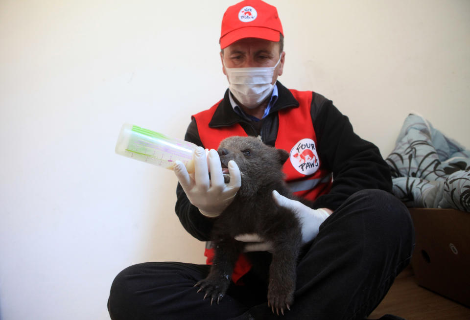 This photo taken on March 12, 2014 and released by animal welfare organisation Four Paws, shows Afrim Mahmuti, manager of the bear sanctuary run by Four Paws, feeding 6 week old brown bear cub Ema in the Bear Sanctuary in the Kosovo village of Mramor. Animal activists in Kosovo say three brown bear cubs have been rescued from captivity. The cubs were found at two separate homes last week in the western town of Peja and are believed to be from the same mother. No arrests have been made. (AP Photo/Four Paws)