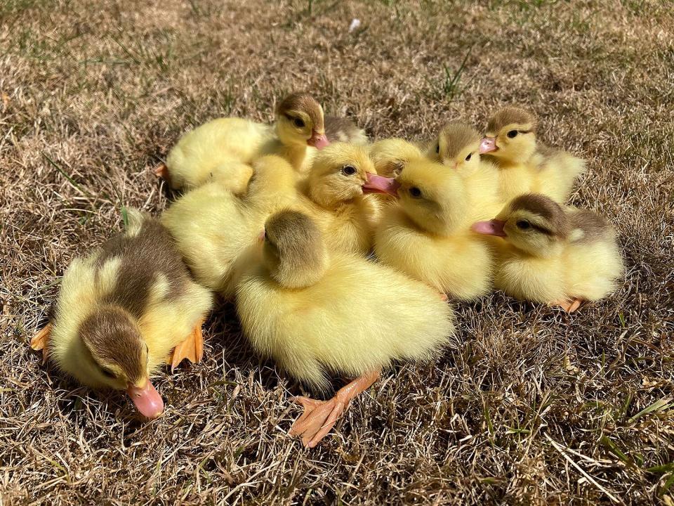 A group of 15 orphaned ducklings have an unlikely new foster dad - a golden Labrador called FRED. See SWNS story SWCAducks; Remarkably this is the second time Fred has made headlines after adopting nine orphaned ducklings when he was ten years old in 2018. Now years later the old dog has become the proud father to a new brood. Pictures and video show the ducklings adorably huddling between his front legs and even on top of him as they lay together in the sun at Mountfitchet Castle, Essex The ducklings were orphaned after their mother mysteriously disappeared overnight at the Castle in Stansted.
