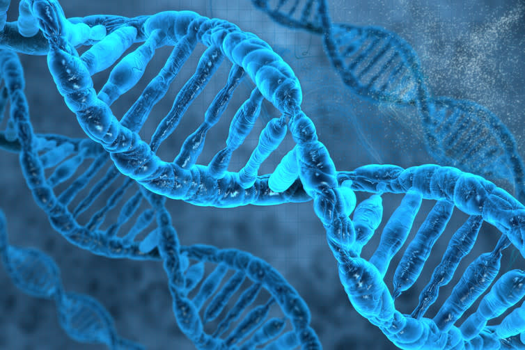 <span class="caption">DNA.</span> <span class="attribution"><a class="link " href="https://www.shutterstock.com/download/success?src=3_yIV91NClbMxN6_3GUeGw-1-12" rel="nofollow noopener" target="_blank" data-ylk="slk:vitstudio;elm:context_link;itc:0;sec:content-canvas">vitstudio</a></span>