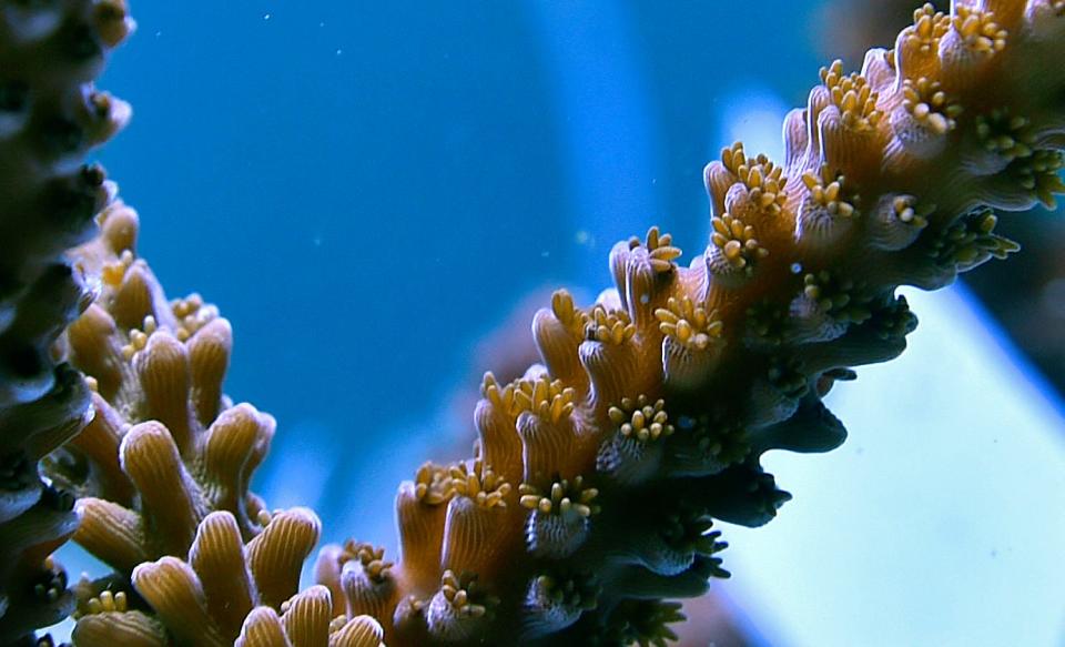 This Staghorn coral, which was collected by biologists with the University of Miami, is currently housed in a quarantine tank at Mote Aquaculture Research Park, after being rescued from the Florida Keys after an underwater heat wave that started in mid-July prompted a mass coral bleaching event. All rescued corals from the Keys are first placed in a quarantine tank for 30 days, to ensure that they are healthy.